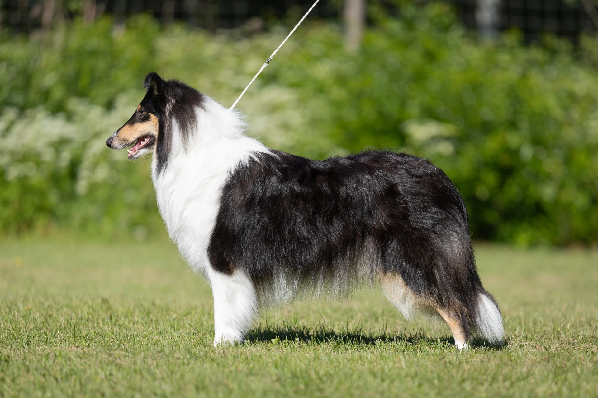 Pitk&auml;karvainen collie, Svaneholm-Collies Alba Maxima