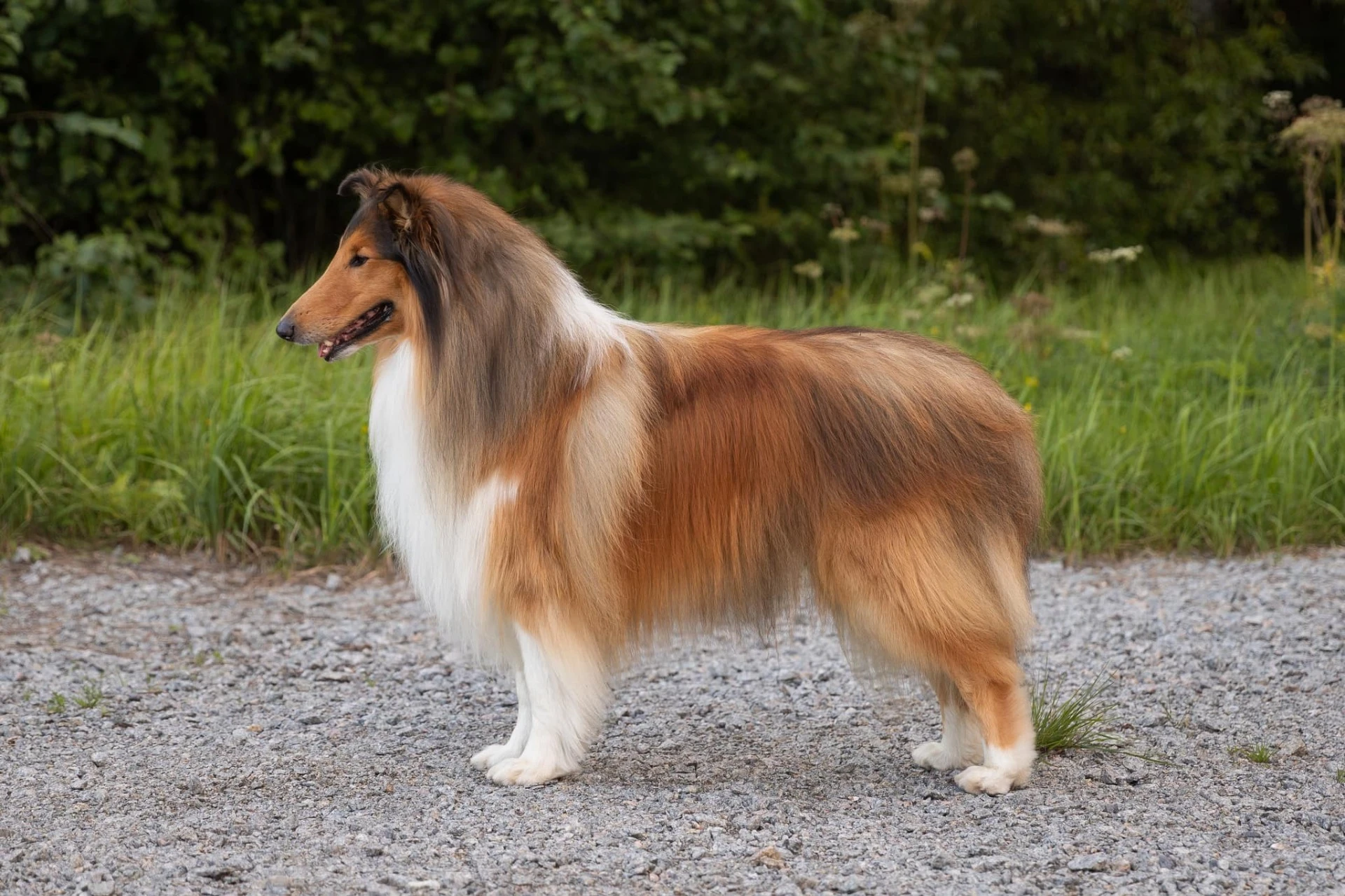 Pitk&auml;karvainen collie, Scottail Your Mischief Managed